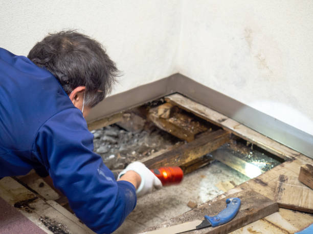 Best Industrial Mold Remediation in Towson, MD