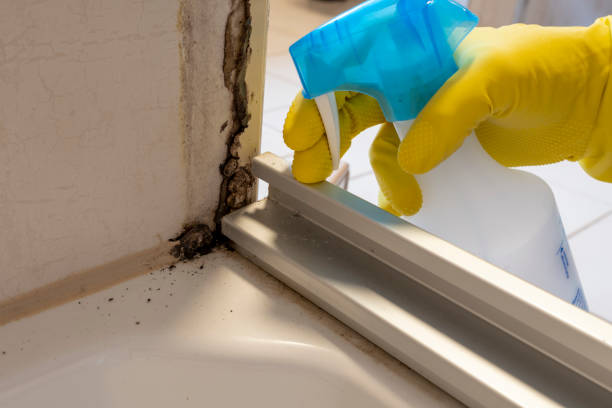 Best Residential Mold Remediation in Towson, MD