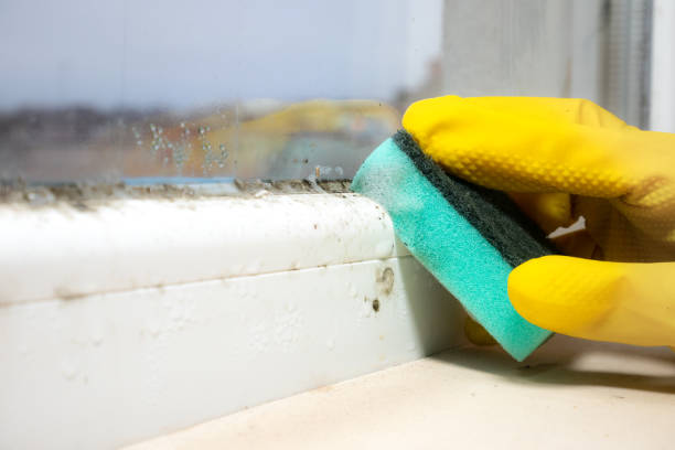 Best White Mold Remediation in Towson, MD