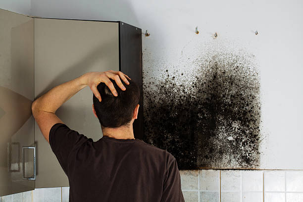 Best Residential Mold Remediation in Towson, MD